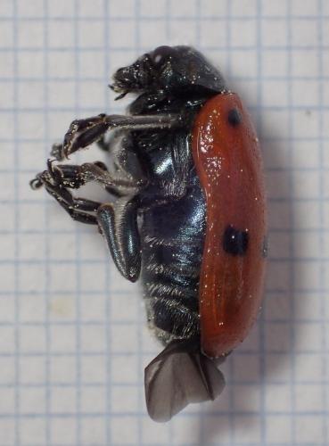 Lachnaia tristigma